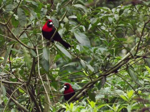 Image of Crimson-collared Tanager