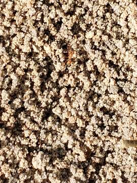 Image of Northern Fungus Farming Ant