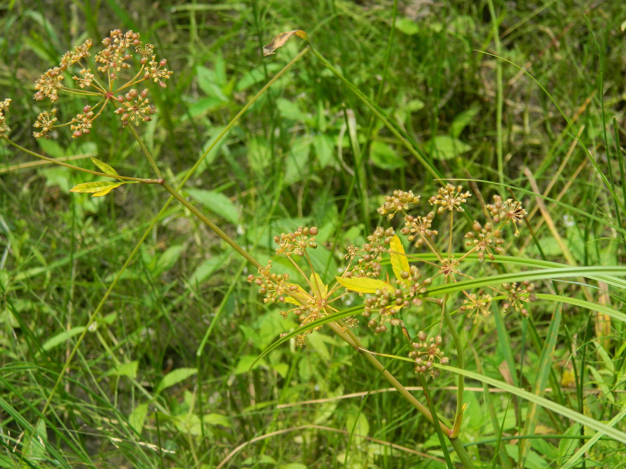 Image of western water hemlock