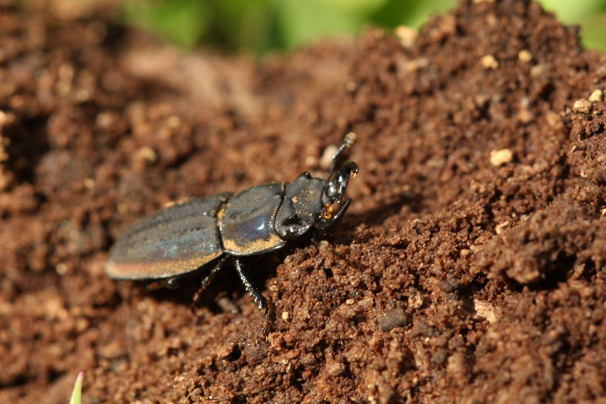 Pycnosiphorus lessonii (Buquet 1842)的圖片