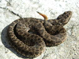 Image of Querétaro dusky rattlesnake