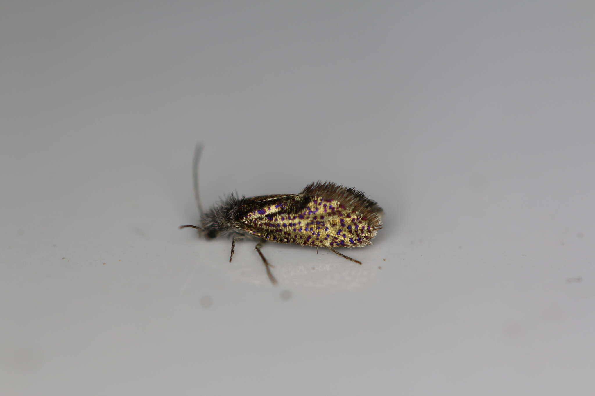 Image of Chinquapin Leaf-miner Moth