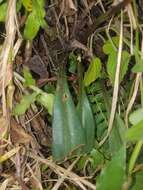 Image of Cyclopogon peruvianus (C. Presl) Schltr.