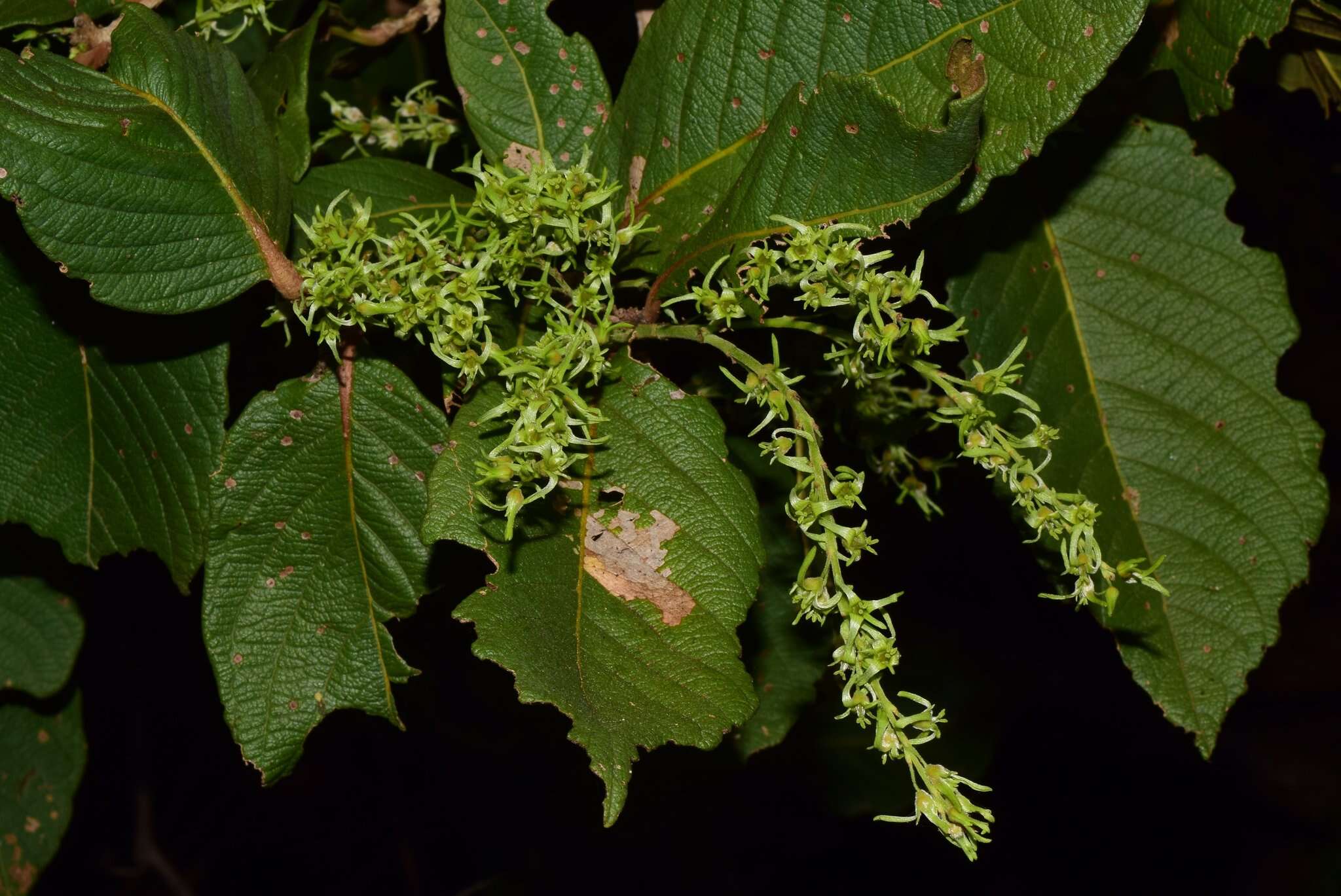 Ruprechtia fusca Fern. resmi