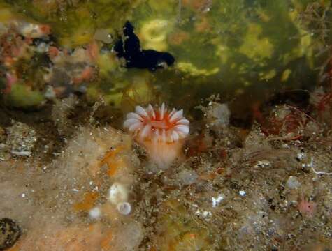 Image of Caryophyllia subgen. Caryophyllia Lamarck 1801