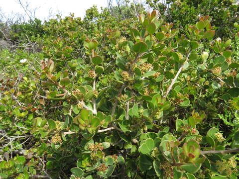 Image de Searsia lucida elliptica (Sond.) Moffett