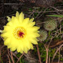 Image of Parodia tenuicylindrica (F. Ritter) D. R. Hunt