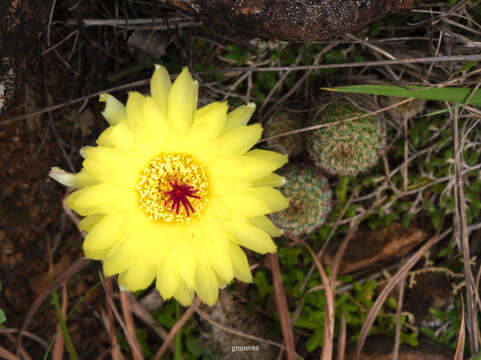 Image of Parodia tenuicylindrica (F. Ritter) D. R. Hunt