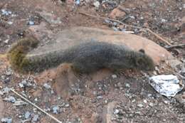Image of Ochre Bush Squirrel