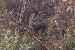 Image of Golden-collared Tanager