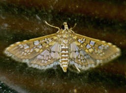 Image of Assembly Moth