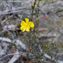 Image of Hibbertia virgata R. Br. ex DC.