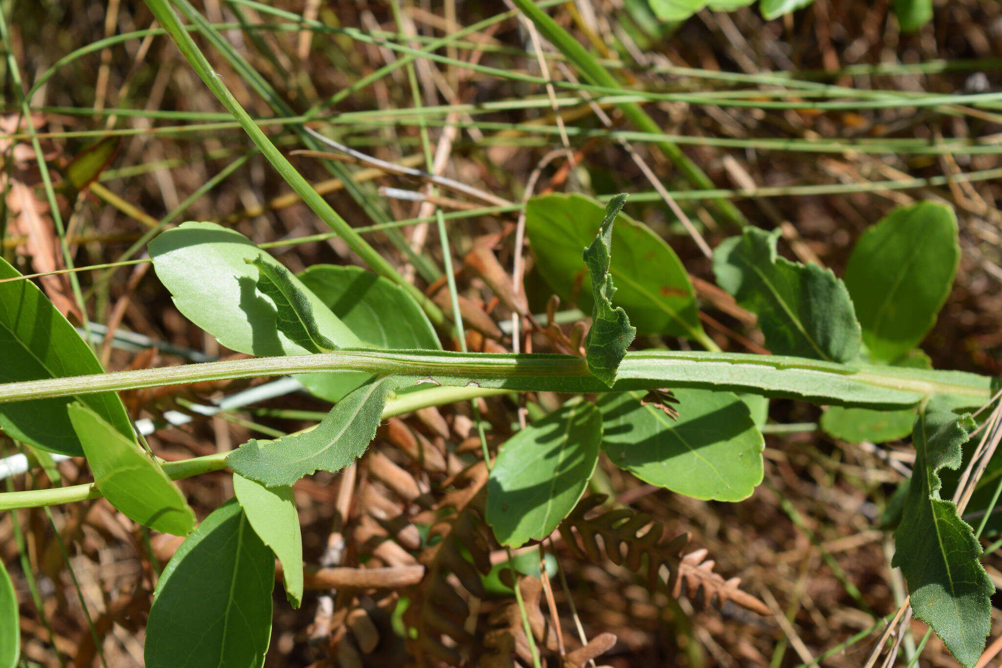 Image de Verbesina heterophylla (Chapman) A. Gray