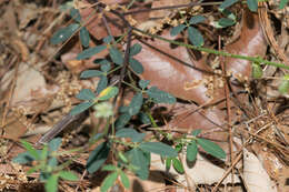 Image of longbeak rattlebox