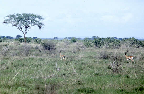 Image of Peters’ Gazelle