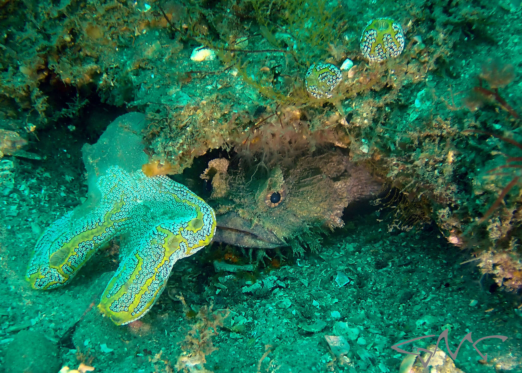 Imagem de Botrylloides magnicoecum (Hartmeyer 1912)