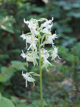 Platanthera orbiculata (Pursh) Lindl. resmi