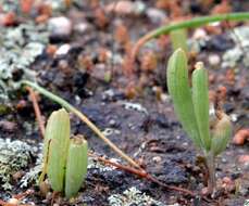 Image of Bulbine diphylla Schltr. ex Poelln.