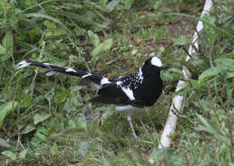 Image of Spotted Forktail