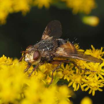 Image de Tachina fera (Linnaeus 1761)