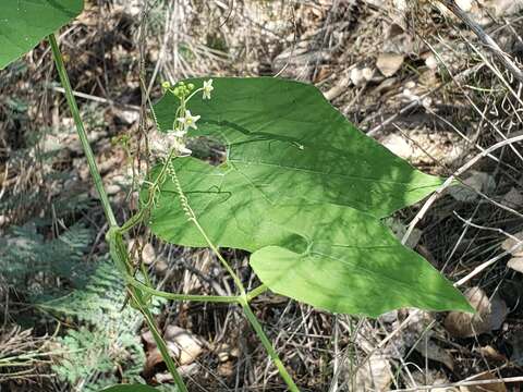 Image of Wild Balsam-Apple