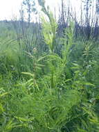 Plancia ëd Filipendula ulmaria subsp. denudata (J. & C. Presl) Hayek