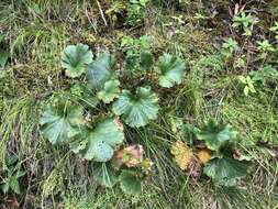 Geum radiatum Michx.的圖片