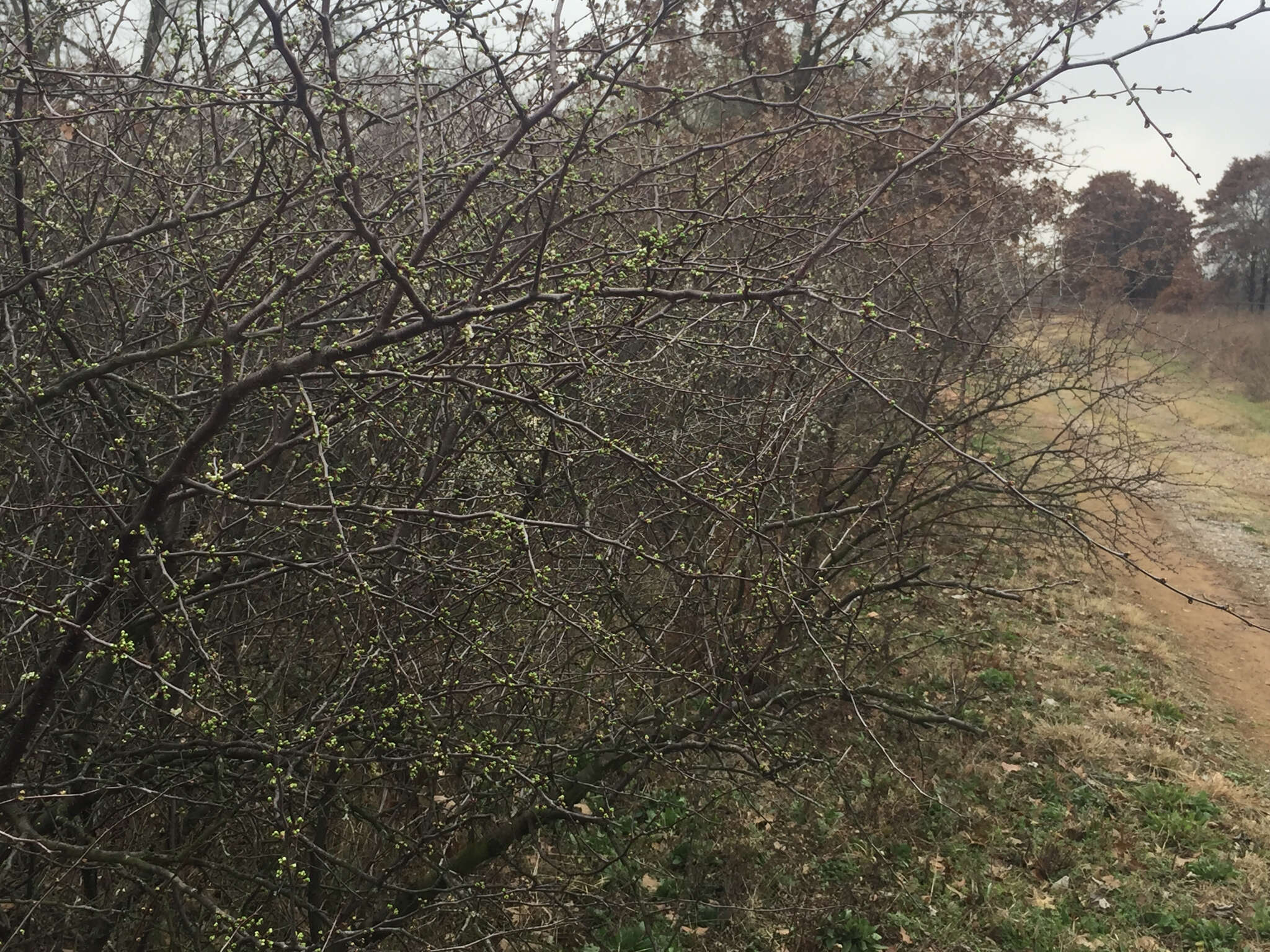 Sivun Prunus angustifolia Marsh. kuva