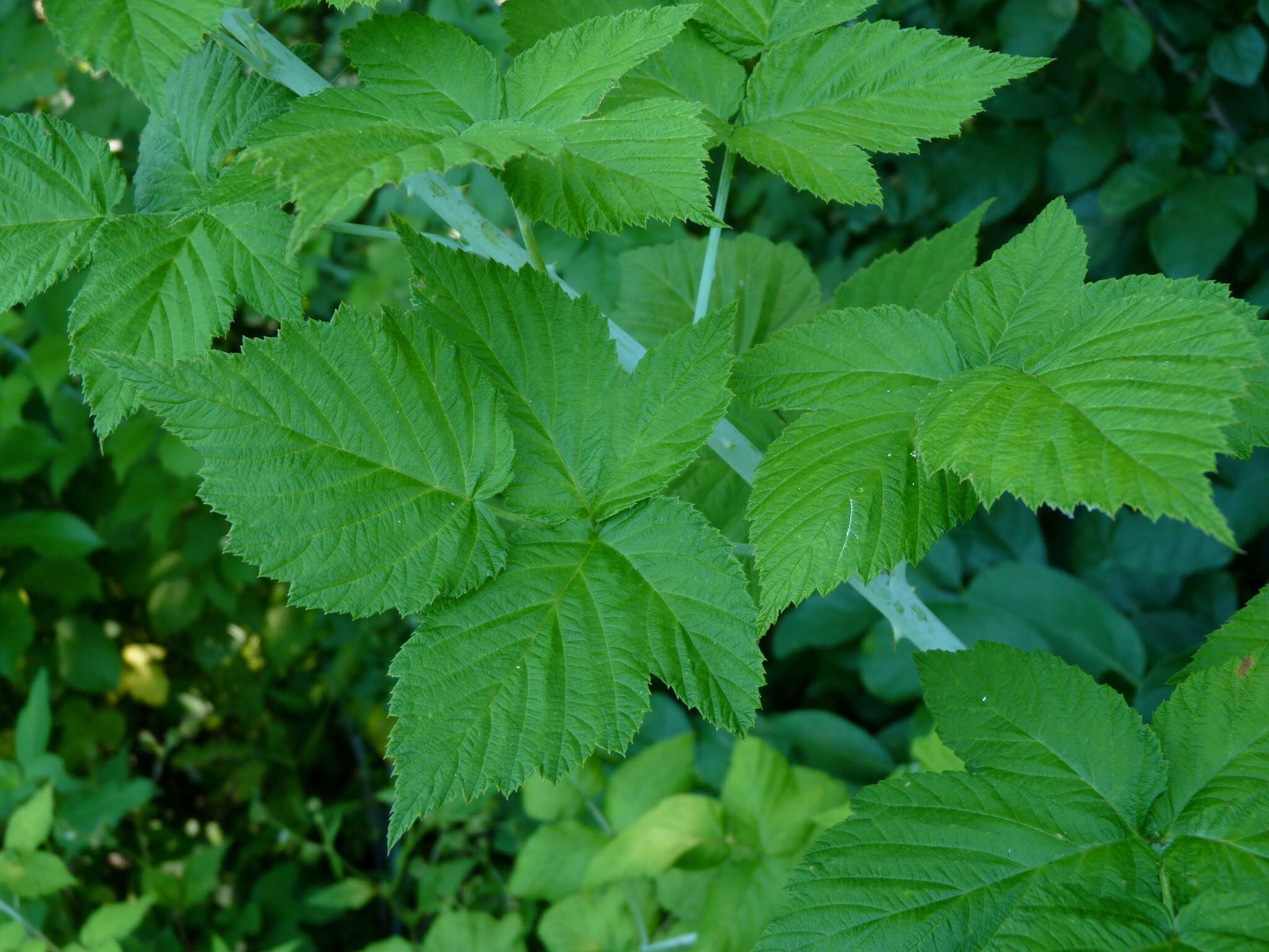 Image of black raspberry