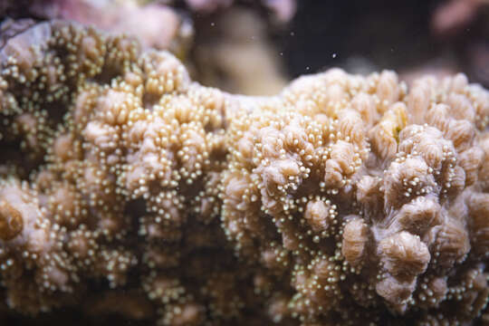 Image of Spine coral