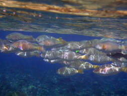 Image of Long-nosed Parrotfish