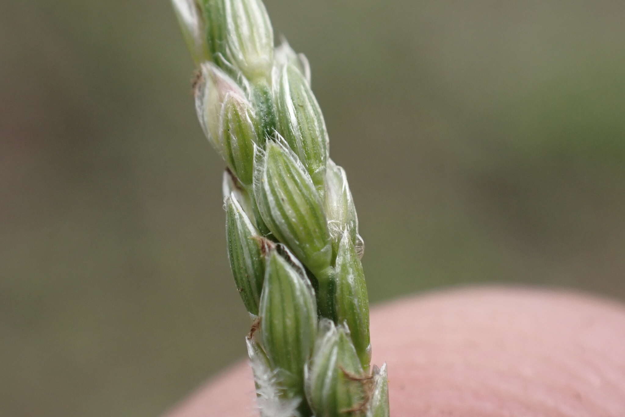 Image of Digitaria henryi Rendle