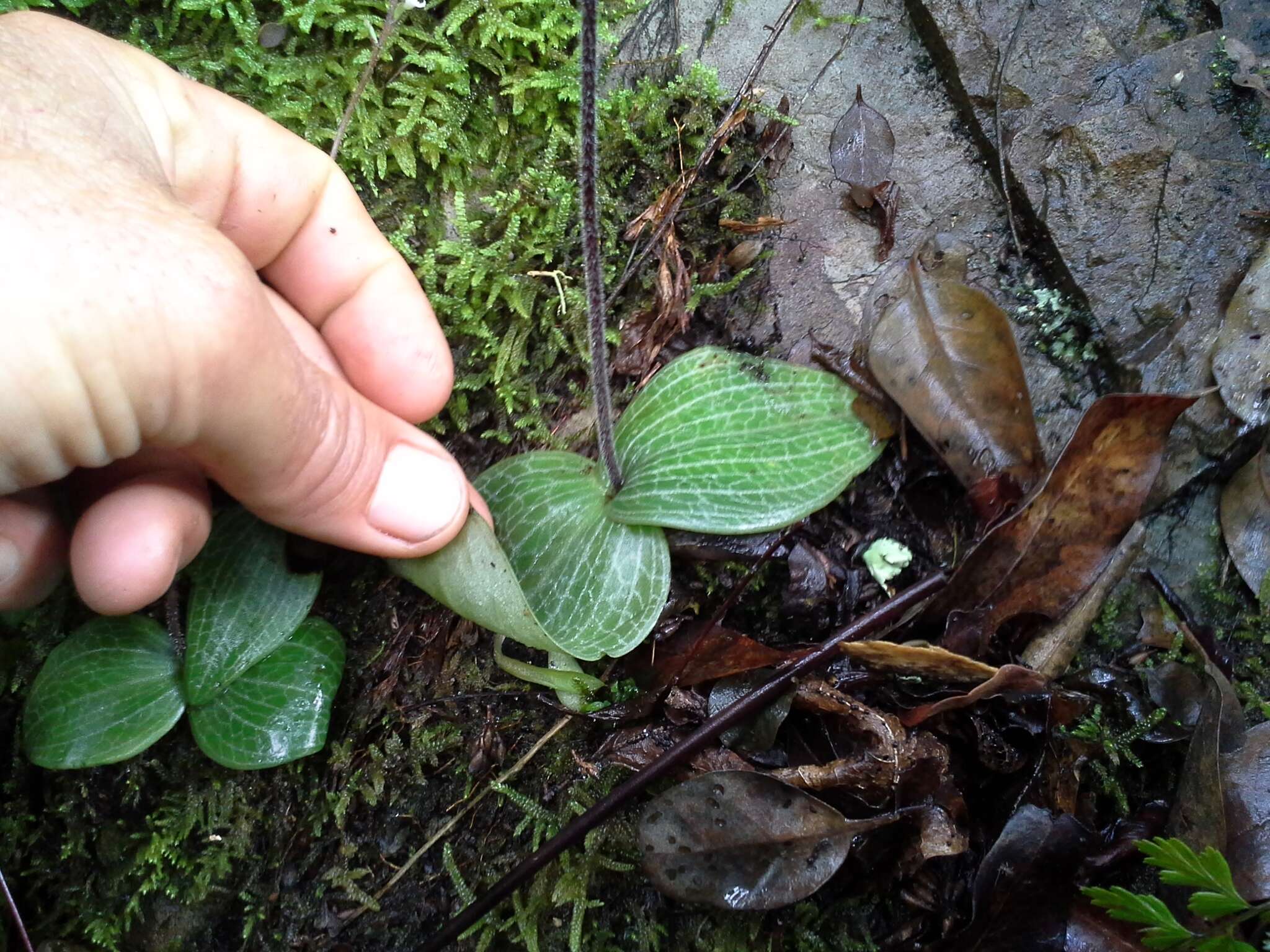 Imagem de Holothrix orthoceras (Harv.) Rchb. fil.