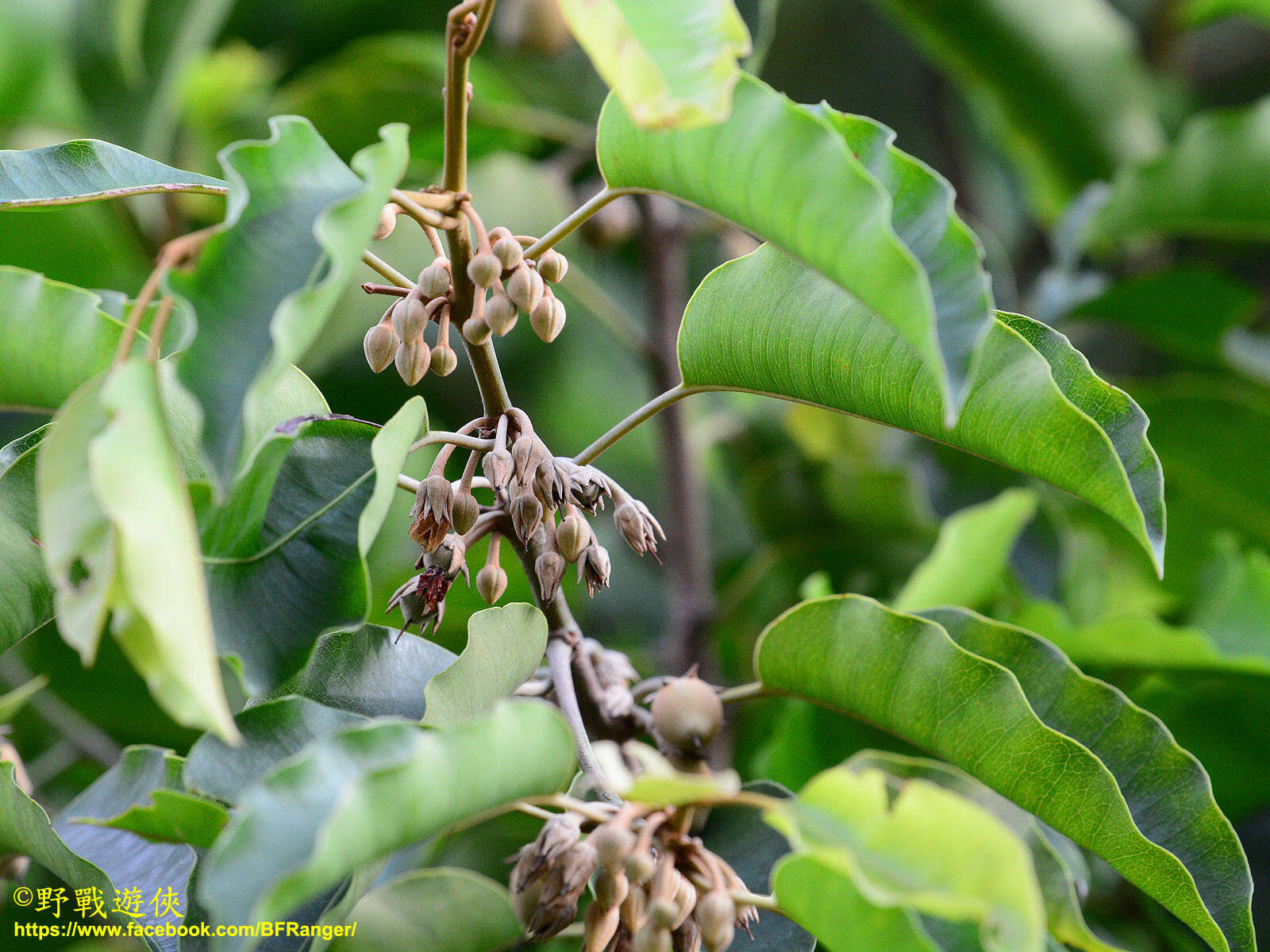 Image of Spanish cherry