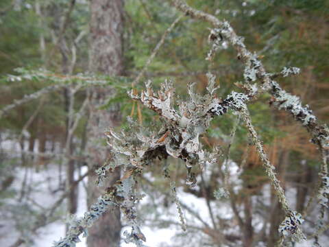 Image of Tuckerman's ragged lichen