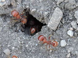 Image of Pogonomyrmex barbatus (Smith 1858)