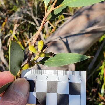 صورة Eucalyptus obstans L. A. S. Johnson & K. D. Hill