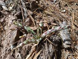 Image of mottled tuberose