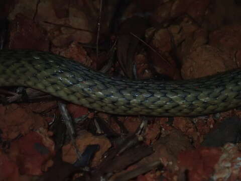 Image of Common Keelback