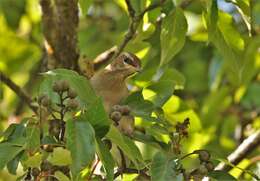 Image of Grey-sided Thrush