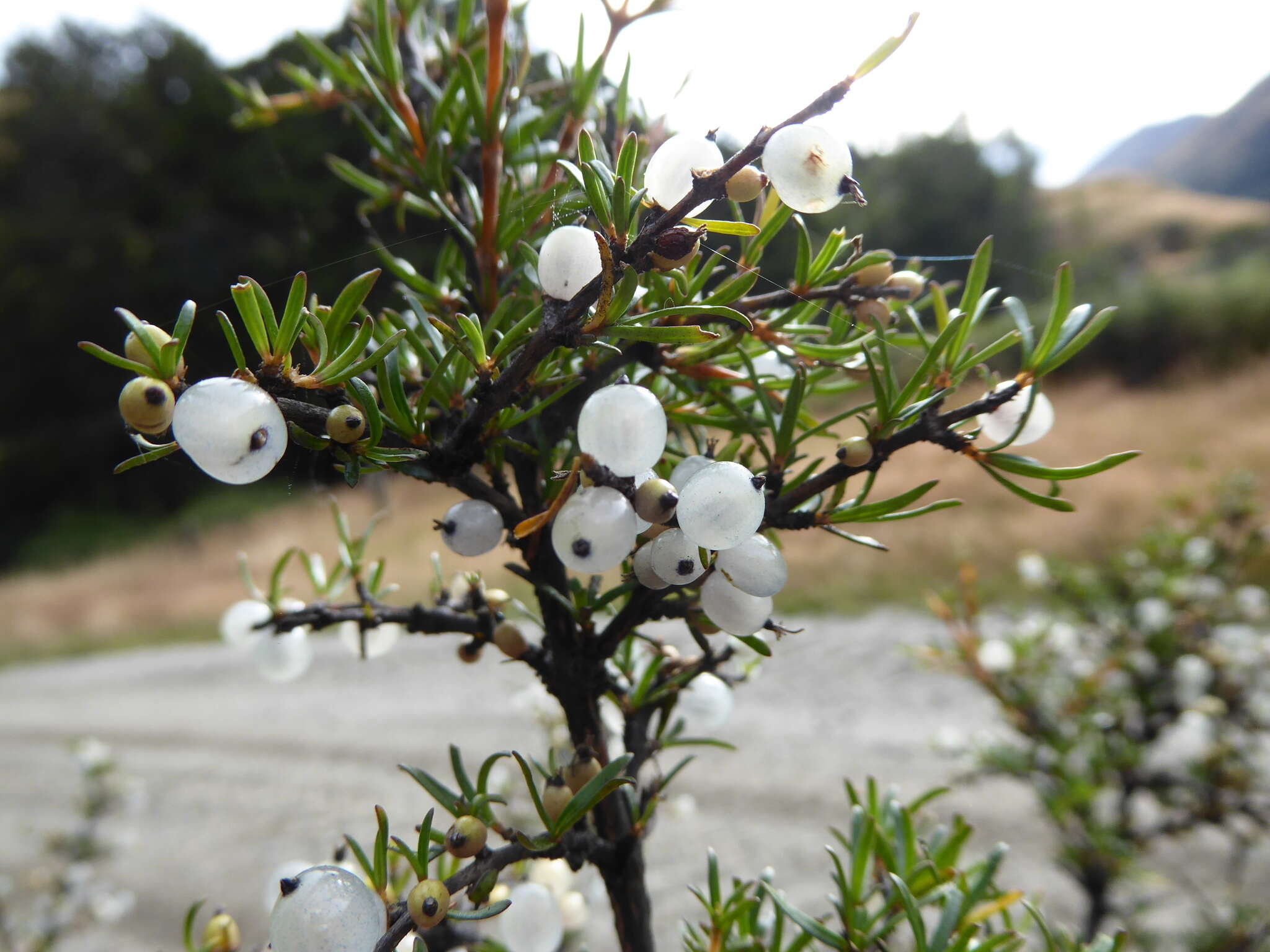 Imagem de Coprosma rugosa Cheeseman