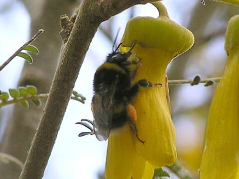 Imagem de Bombus terrestris (Linnaeus 1758)