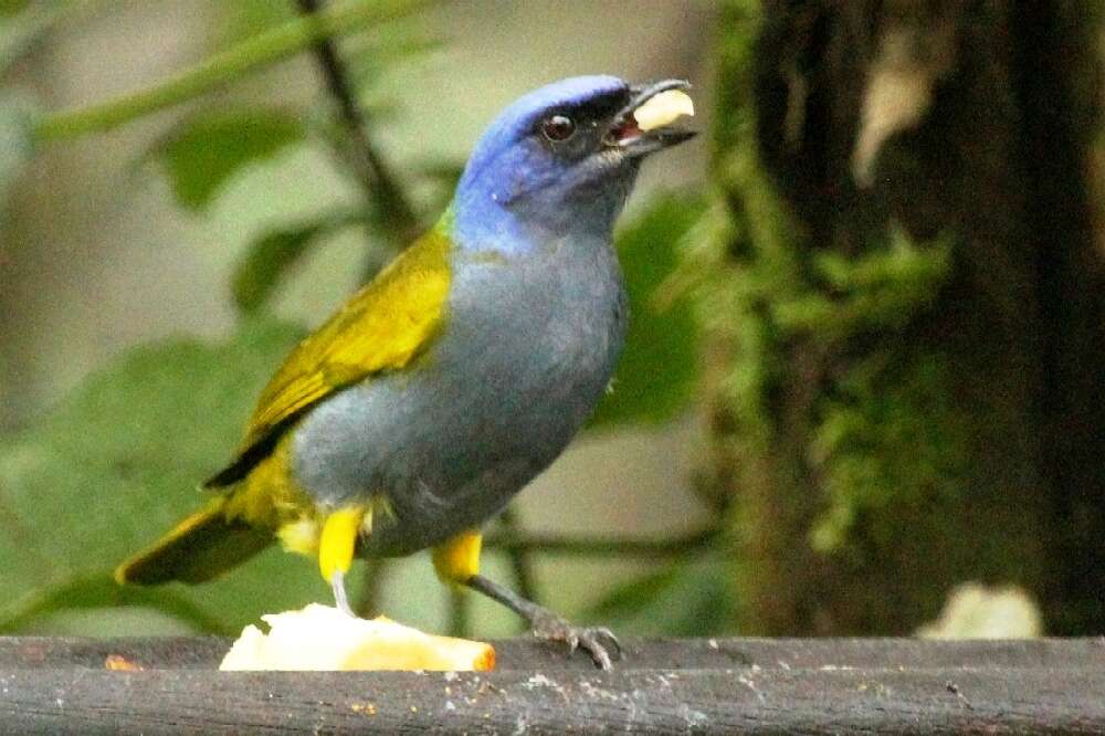 Image of Blue-capped Tanager