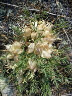 Image of Oxytropis caespitosa (Pall.) Pers.