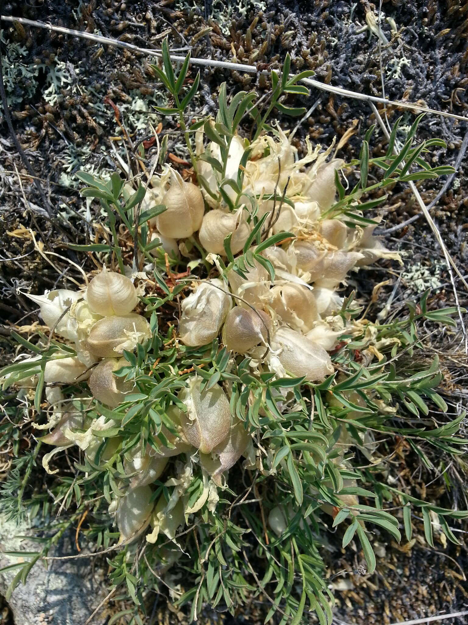 Image de Oxytropis caespitosa (Pall.) Pers.