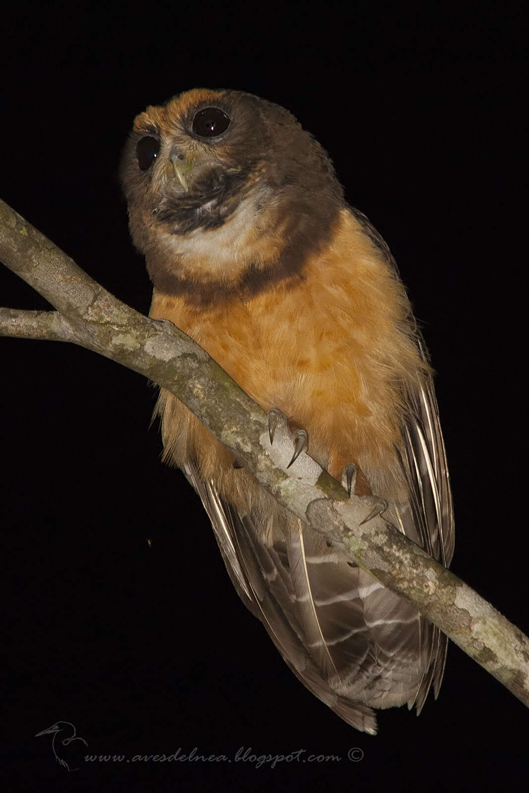 Image of Tawny-browed Owl