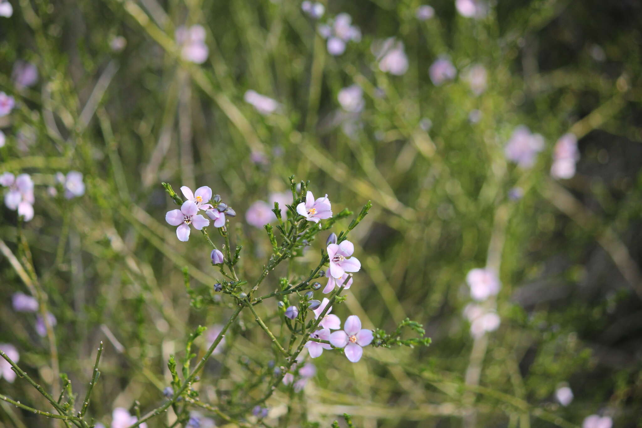 Cyanothamnus coerulescens resmi