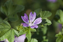 <i>Malva <i>sylvestris</i></i> subsp. sylvestris的圖片