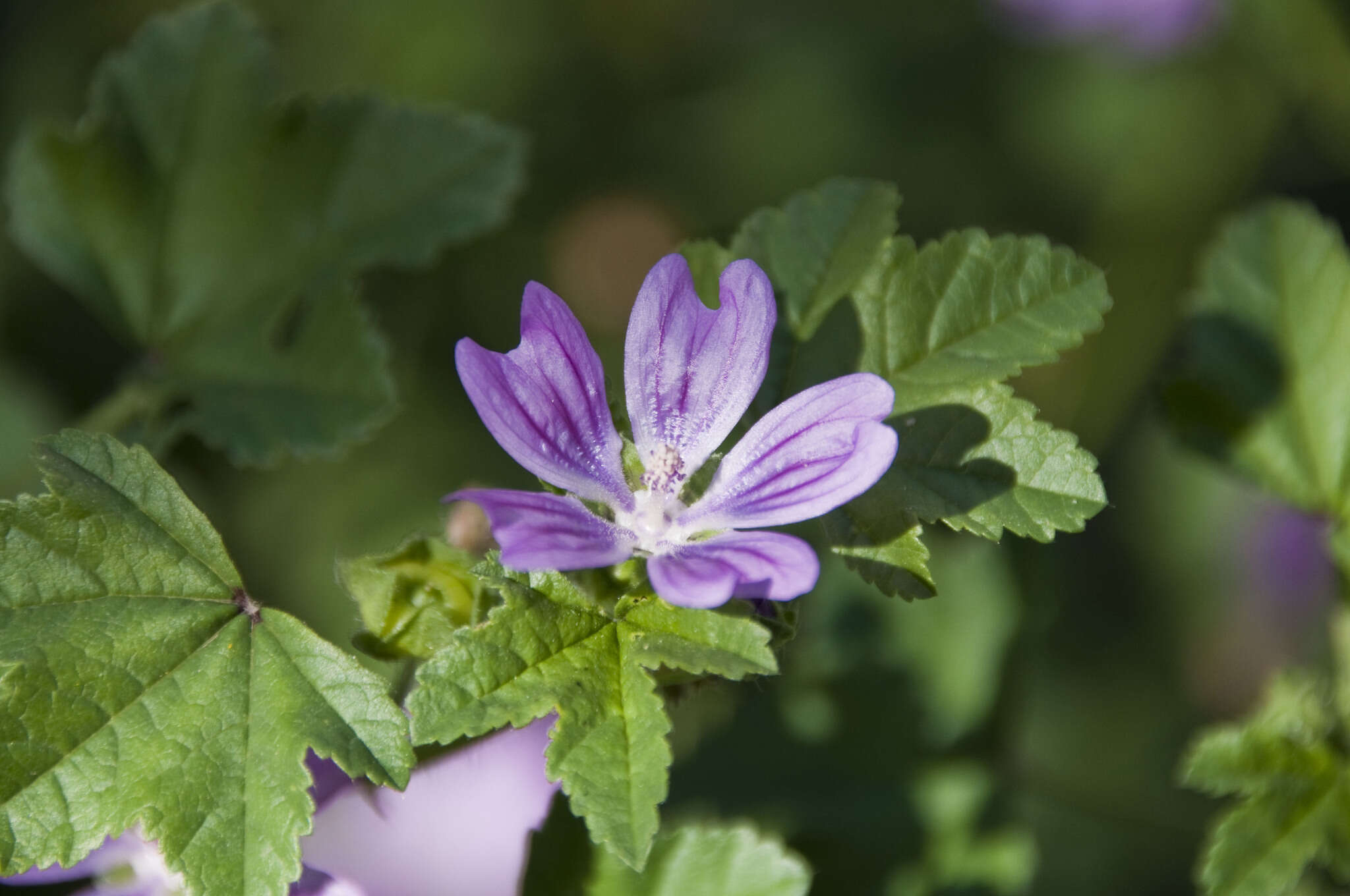 Imagem de <i>Malva <i>sylvestris</i></i> subsp. sylvestris