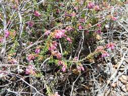 Image of Erica filiformis var. filiformis